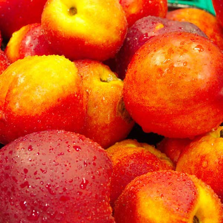 Hardired Nectarine Tree - Nature Hills Nursery - #3 Container 3 - 4 Feet - 