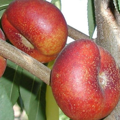 Honey Halo Nectarine Tree - Nature Hills Nursery - Paper Pot 4 - 5 Feet - 
