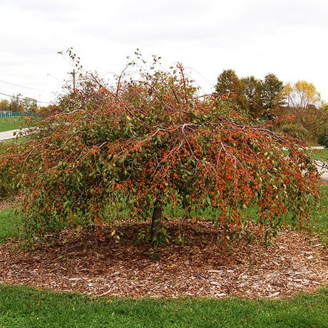 Louisa Flowering Crabapple Tree - Nature Hills Nursery - #15 Container 5 - 6 Feet - 