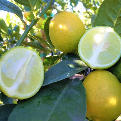 Mexican Lime Tree - Nature Hills Nursery - 4x4x9 Inch Container - 