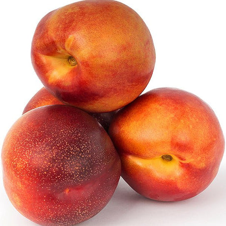 Mini Sol Dorado Nectarine Tree - Nature Hills Nursery - #3 Container - 