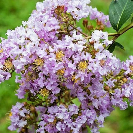 Muskogee Crape Myrtle Tree - Nature Hills Nursery - #5 Container 5 - 6 Feet - 
