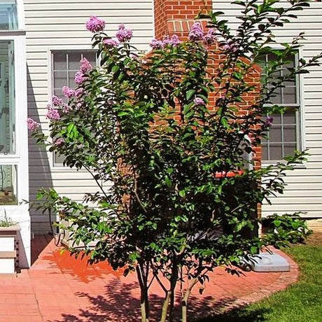 Muskogee Crape Myrtle Tree - Nature Hills Nursery - #5 Container 5 - 6 Feet - 