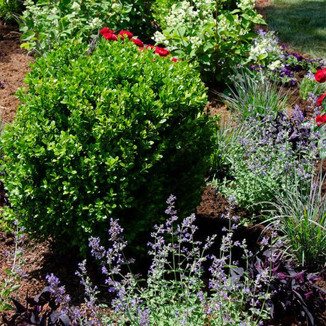 NewGen&reg; Freedom Boxwood - Nature Hills Nursery - #2 Container - 
