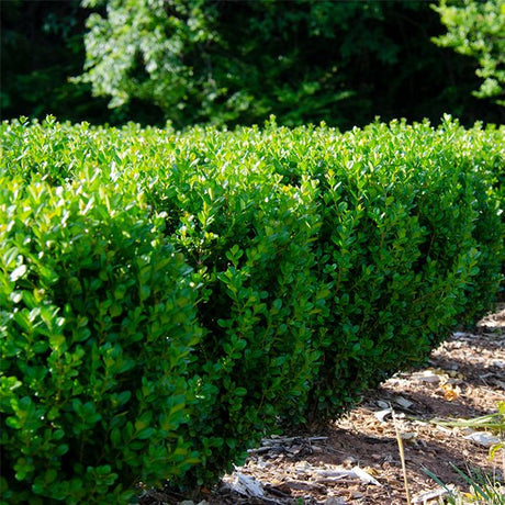 NewGen&reg; Freedom Boxwood - Nature Hills Nursery - #2 Container - 