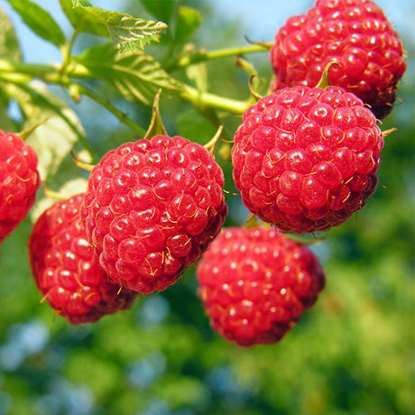 Nova Raspberry Bush - Nature Hills Nursery - #1 Container - 