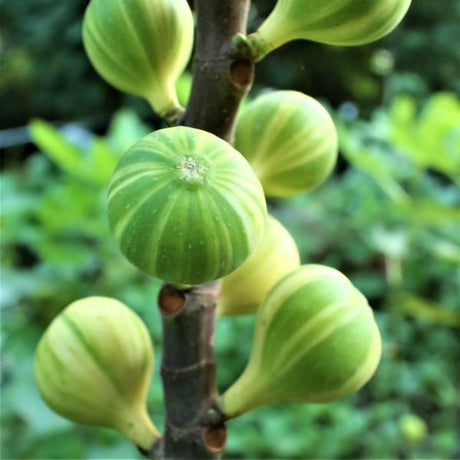 Panache Tiger Fig Tree - Nature Hills Nursery - 5x5x12 Inch Container - 