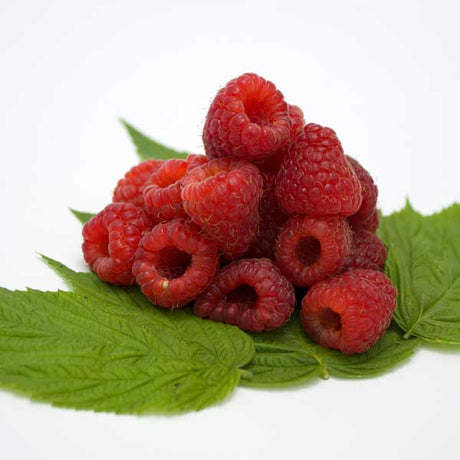 Polana Raspberry Bush - Nature Hills Nursery - Sprinter Pot - 