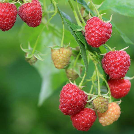 Polana Raspberry Bush - Nature Hills Nursery - Sprinter Pot - 