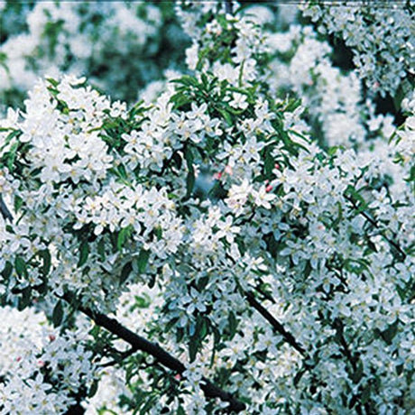 Proven Winners&reg Lollipop&reg; Flowering Crabapple Tree - Nature Hills Nursery - #7 Container - 