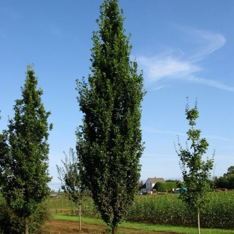 Skinny Genes&reg; Oak Tree - Nature Hills Nursery - #15 Container 7 - 8 Feet - 