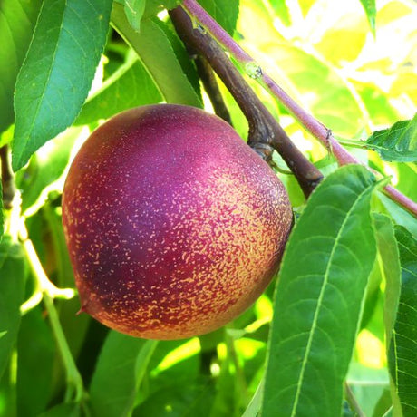 Snow Queen Nectarine Tree - Nature Hills Nursery - #3 Container 4 - 5 Feet - 