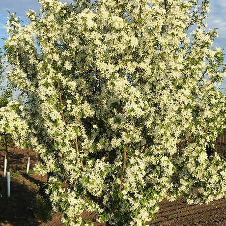 Starlite&reg; Flowering Crabapple Tree - Nature Hills Nursery - #15 Container 6 - 7 Feet - 