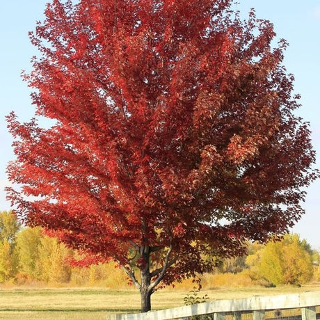 Sun Valley Maple Tree - Nature Hills Nursery - #1 Container - 