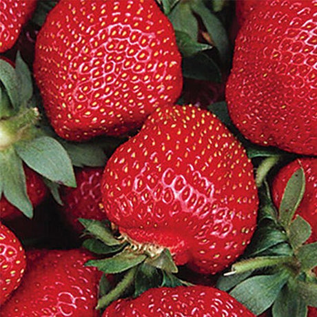 Wendy Strawberry - Nature Hills Nursery - 25 Pack Bareroot - 