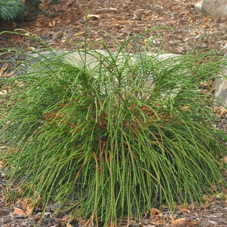 Whipcord Western Red Cedar - Nature Hills Nursery - #2 Container - 
